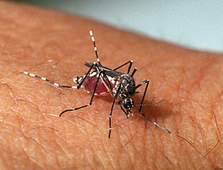 Paraíba registra primeira morte por dengue em 2025