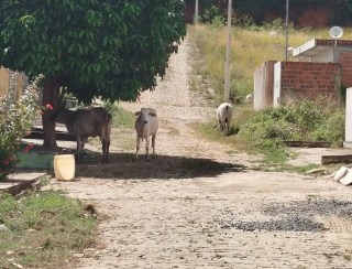 MORADORES DE CUITEGI RECLAMAM DE ANIMAIS SOLTOS NAS RUAS E COBRAM PROVIDÊNCIAS DO PREFEITO
