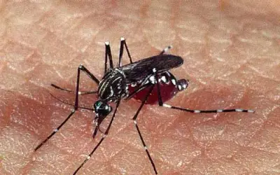 Casos da dengue na Paraíba crescem 150% em 2024, diz Secretaria de Saúde