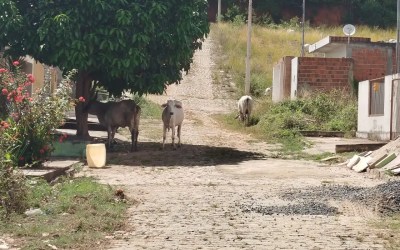 MORADORES DE CUITEGI RECLAMAM DE ANIMAIS SOLTOS NAS RUAS E COBRAM PROVIDÊNCIAS DO PREFEITO